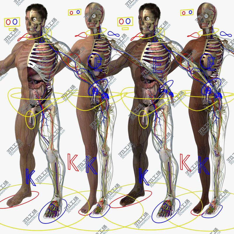 images/goods_img/20210113/3D Ultimate Rigged Anatomy Combo(1)/2.jpg